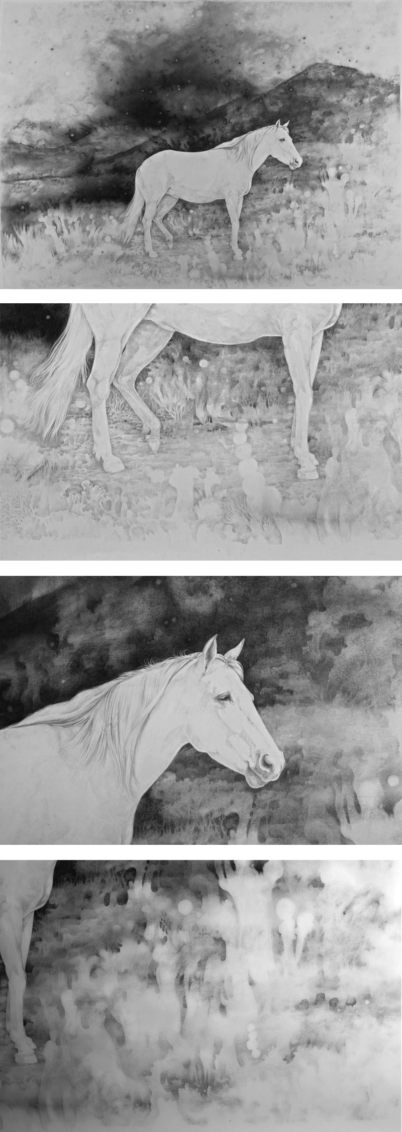 funke, Sara Welponer big pencil drawing of a white horse