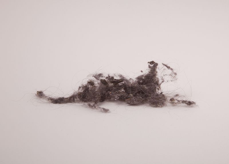 creatures of dust, dust bunny, year of the tiger