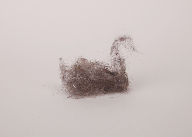 creatures of dust, dust bunny, dust bunnies