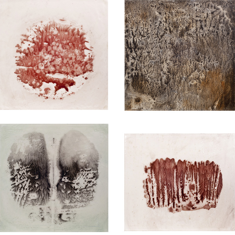 nemeton, Sara Welponer oil painting on wood of lichens and moss